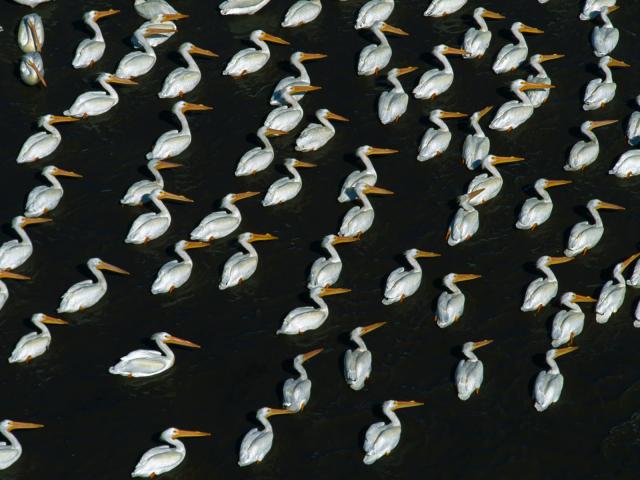 Pelicans at Rest in the Bayou, South of New Orleans, Louisiana