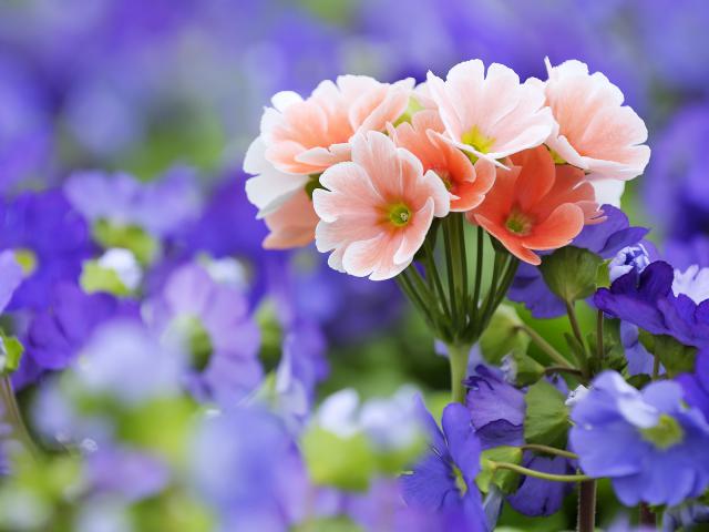 Pink Primroses Among Blue Primroses, Bavaria, Germany