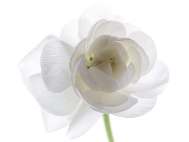 Ranunculus Flower