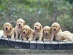 Seven Golden Retriever Puppies