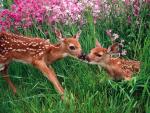 Spring Kisses, Olympic National Park, Washington