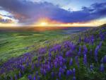Steptoe Butte, Palouse Hills, Washington