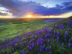 Steptoe Butte, Palouse Hills, Washington