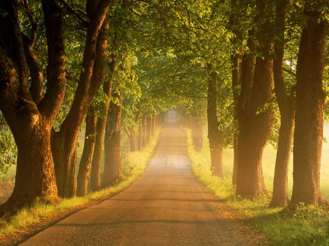 Tree-Lined Country Road at Sunrise, Sweden