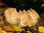 Trio of Sleepy Baby Palomino Rabbits