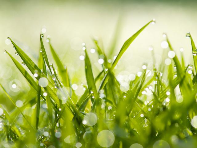 Water Droplets on Blades of Grass