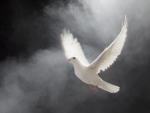 White Dove in Flight