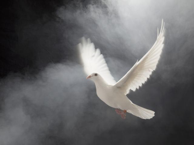 White Dove in Flight