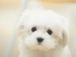 White Maltese Dog