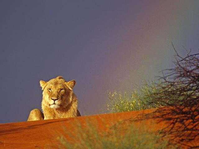 Young Lion Resting in the Kalahari Red Sand Dunes, Intu Africa Reserve, Namibia, Africa