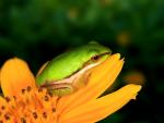 Baby Eastern Dwarf Tree Frog