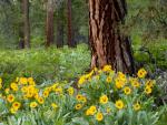 Balsam Root and Ponderosa Pine in Spring, Methow Valley, Washington