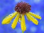 Basin Sneezeweed, Llano County, Texas