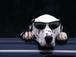 Be Cool, Dalmatian