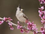 Black-Crested Titmouse, Texas