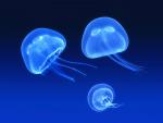 Blue Jellies