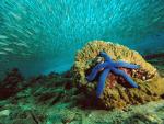 Blue Sea Star and Schooling Baitfish, Papua New Guinea