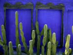 Cactus, Cancun, Mexico