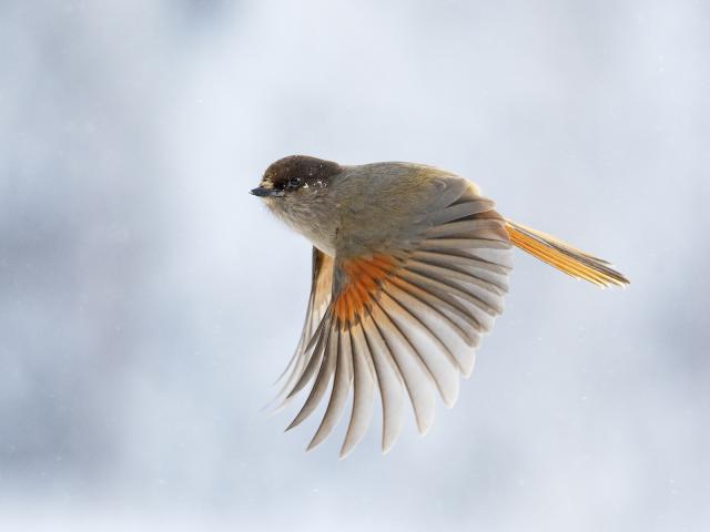 Flying Siberian Jay, Kuusamo, Finland
