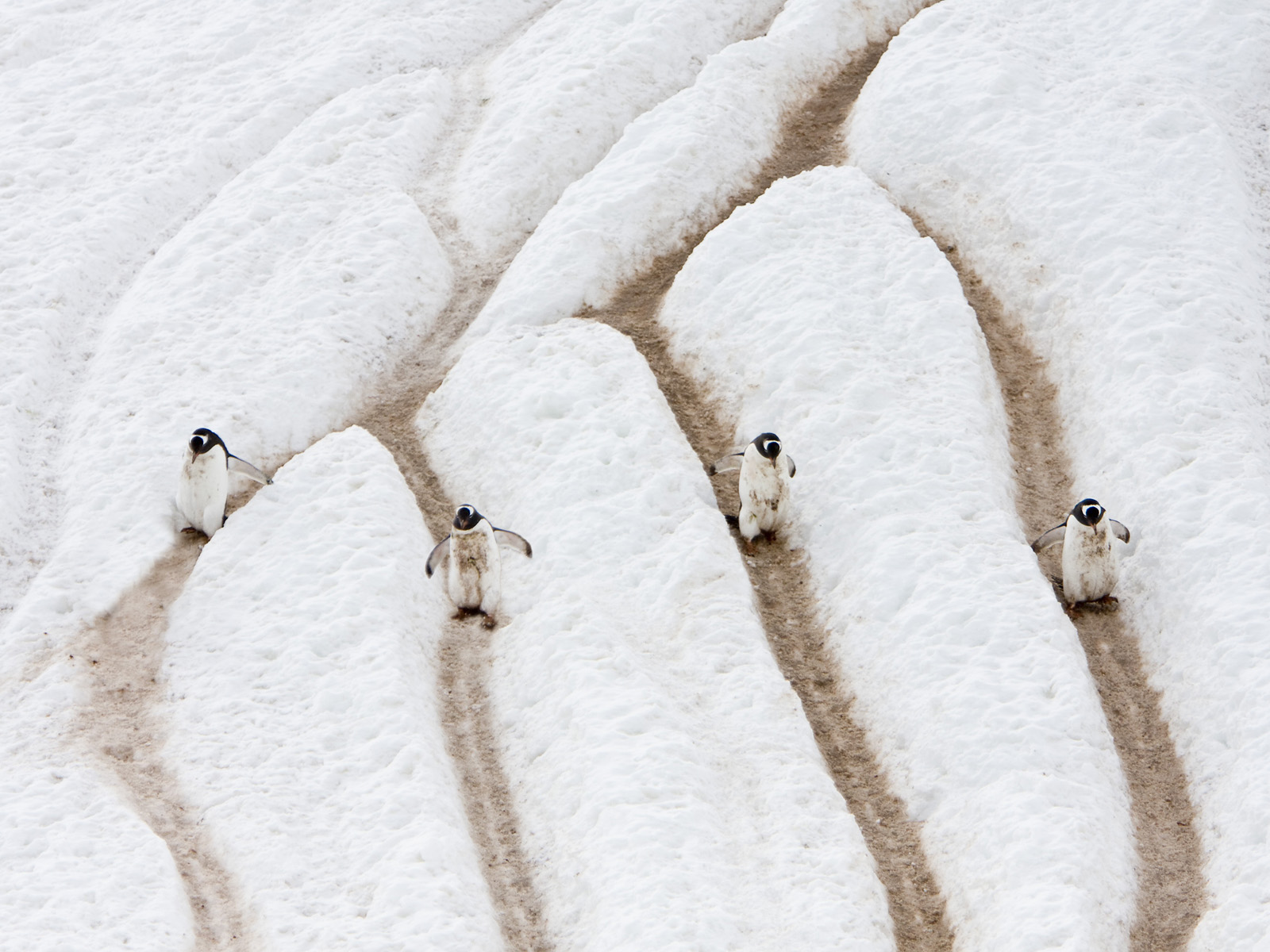 Gentoo Penguin Highway, Antarctica