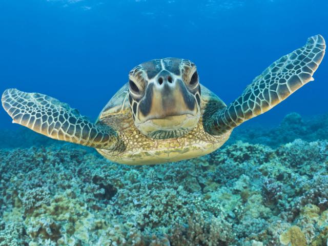 Green Turtle, Maui, Hawaii