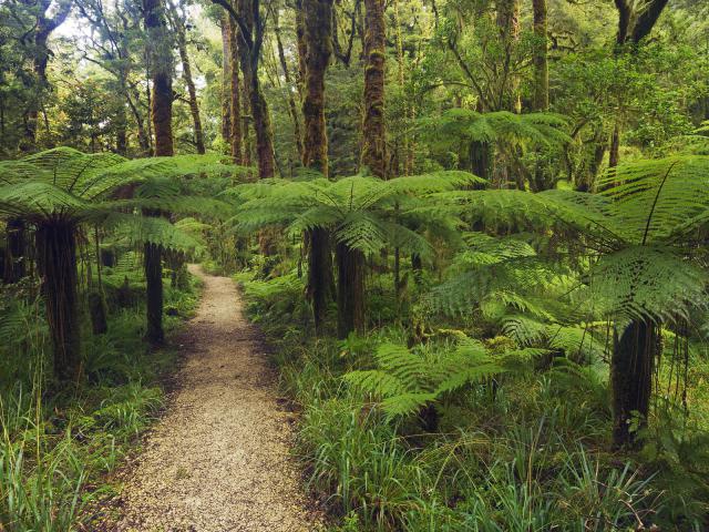 Kahurangi National Park, South Island, New Zealand