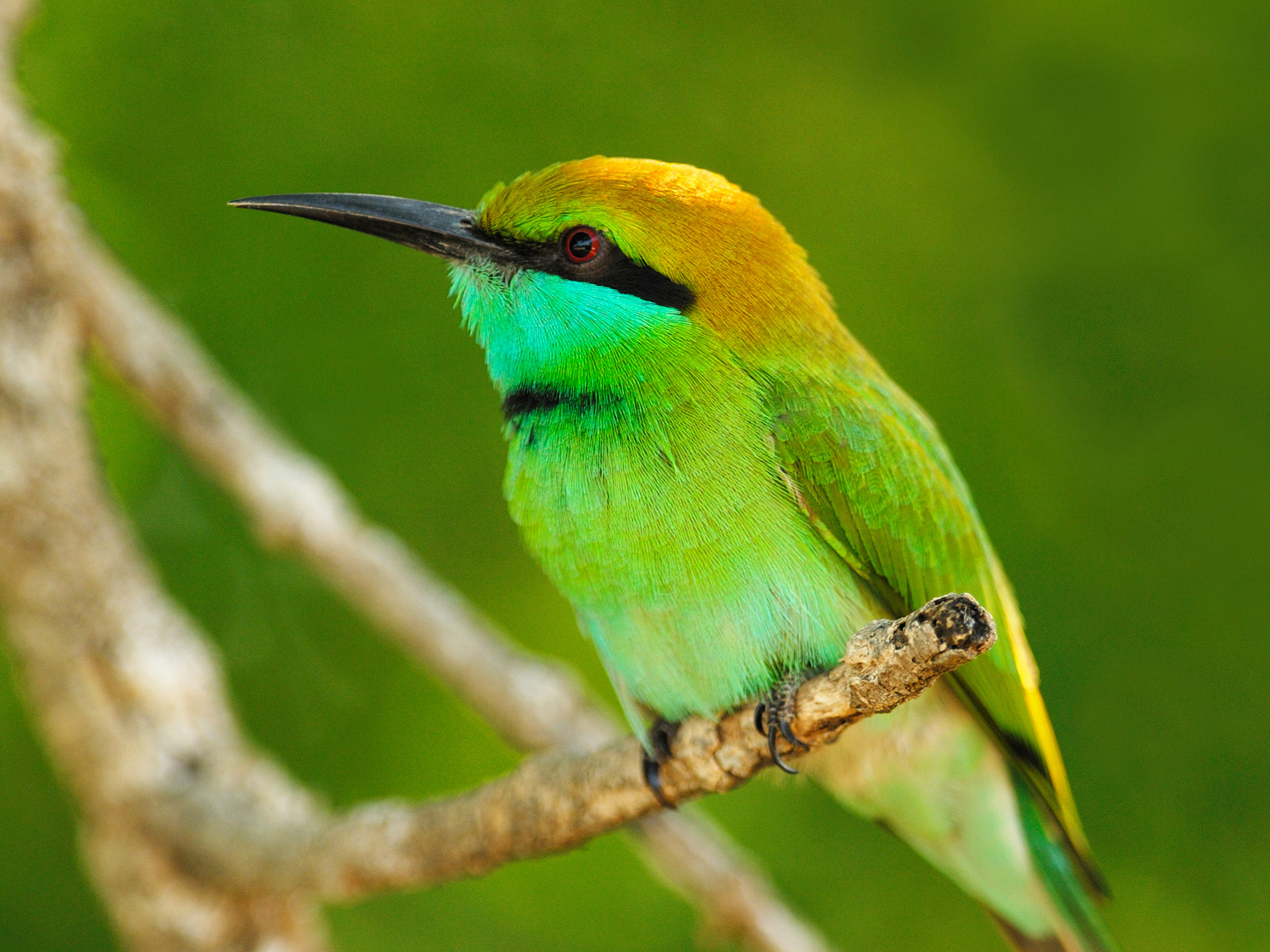 Little Green Bee-Eater, Yala West National Park, Sri Lanka