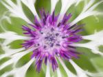 Macro View of a Bachelor Button