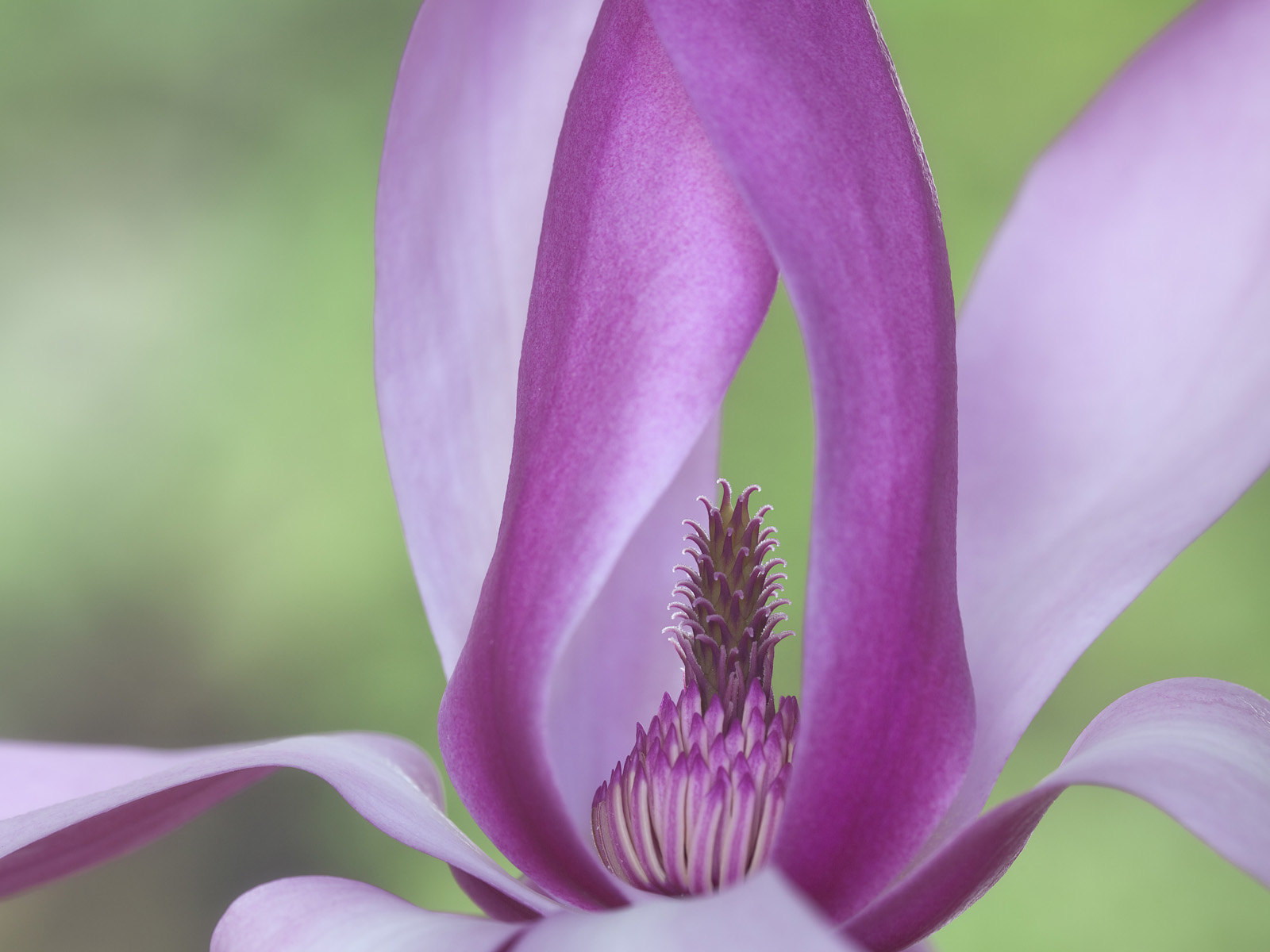 Magnolia Blossom