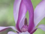 Magnolia Blossom