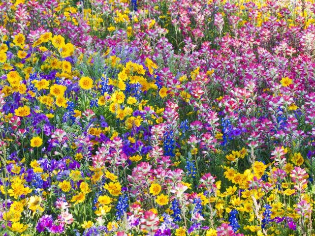 Mixed Spring Wildflowers, Texas