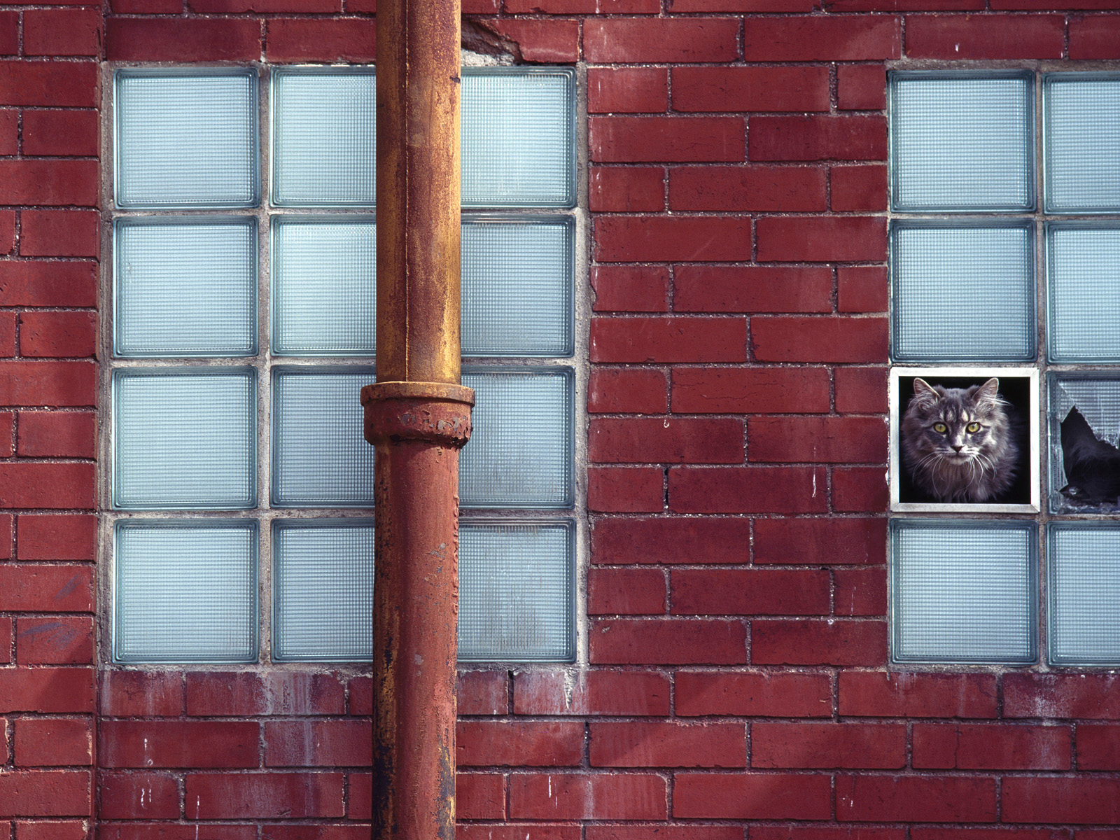 Peeping Tom