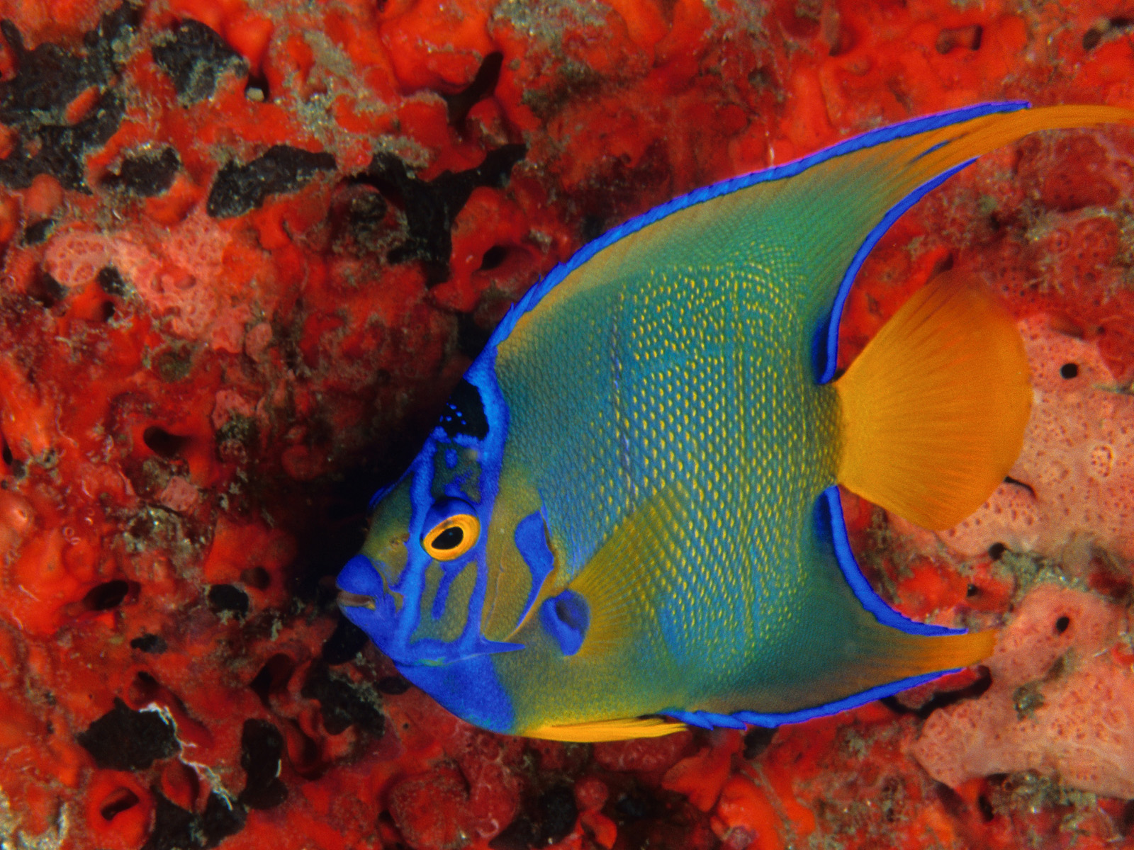 Queen Angelfish