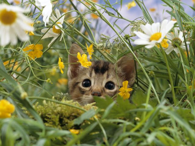 Stalking Insects