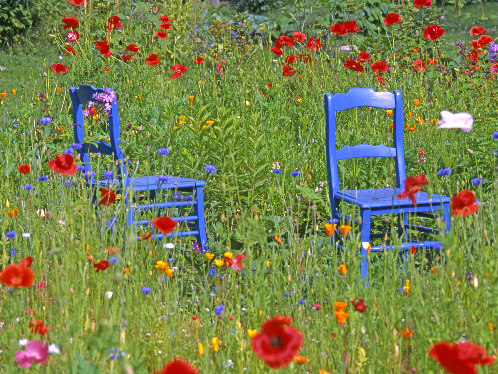 Summer Garden