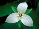 Sweet White Trillium, Tennessee