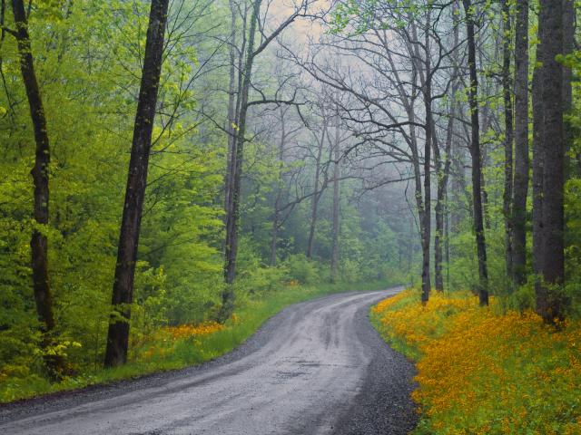 The Road Less Traveled, Great Smoky Mountains National Park, Tennessee