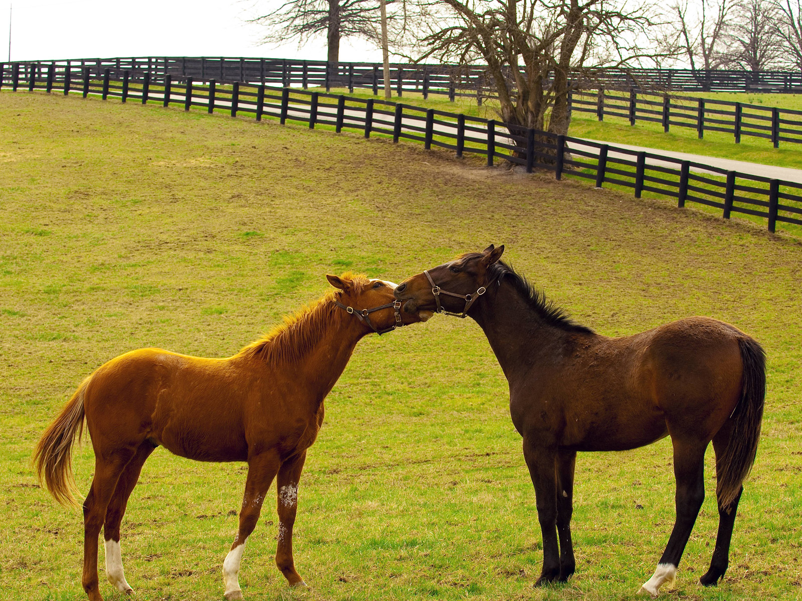 Thoroughbred Horses, Lexington, Kentucky