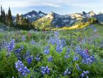 Wildflowers, Tatoosh Range at Sunrise, Mount Rainier National Park, Washington