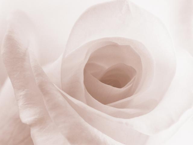 Blooming White Rose