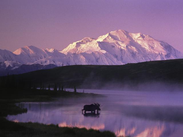 Bull Moose Walking into Misty Lake Denali National Park and Preserve Alaska
