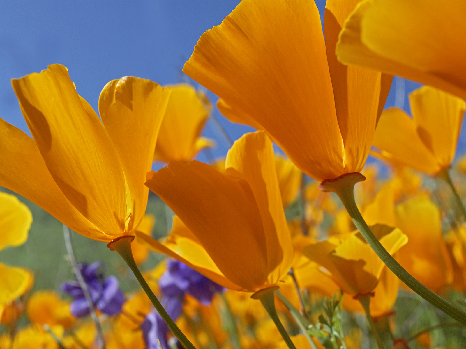 California Poppy Field Antelope Valley California
