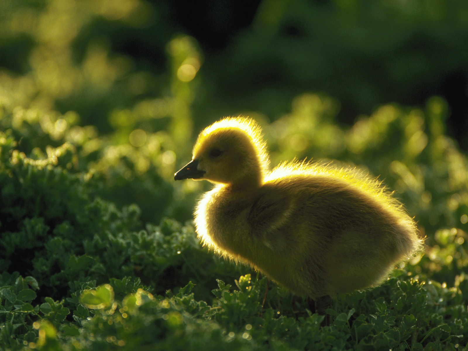 Canada Gosling