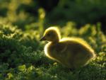 Canada Gosling