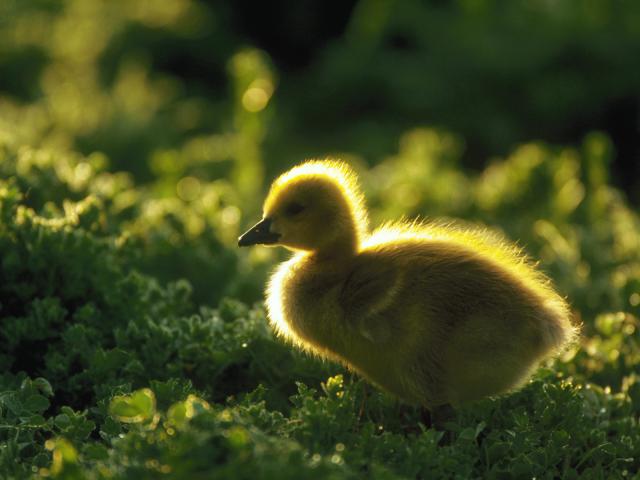 Canada Gosling