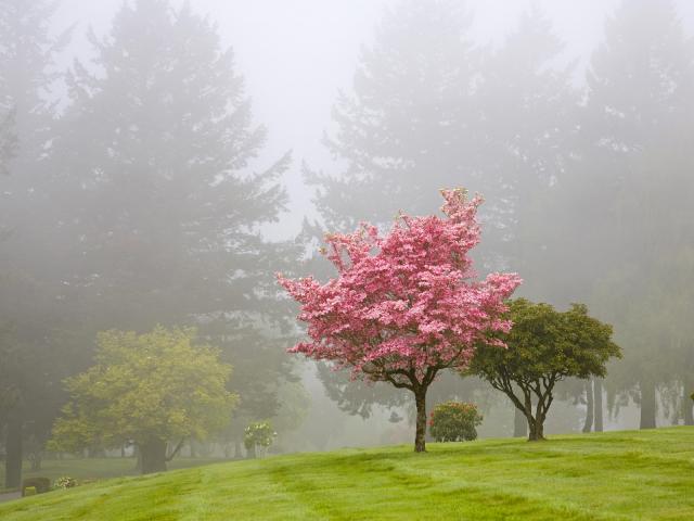 Dogwood Trees in the Fog Portland Oregon