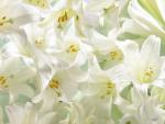 Easter Lilies