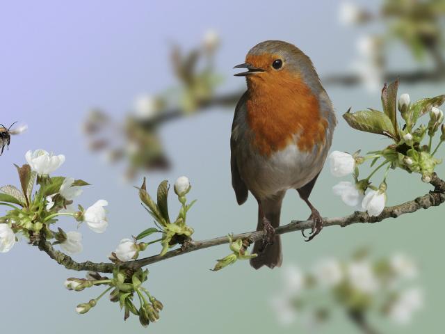 European Robin Flowering Wild Cherry England