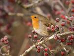 European Robin Scotland