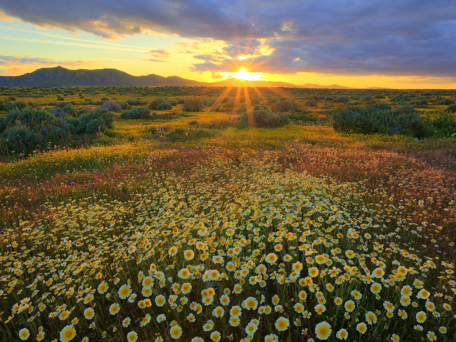 Golden Light Streaks Across the Colorful Fields of Carrizo Plain National Monument California